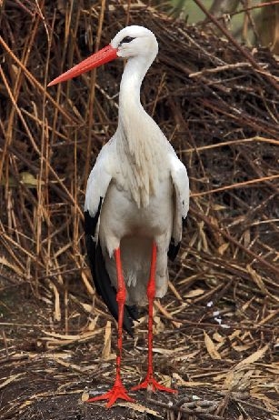 Creation of Stork: Step 1